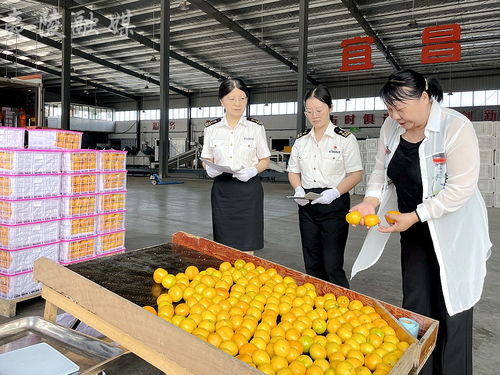 夷陵特早熟蜜桔 抢鲜 上市 国内外共享甜蜜